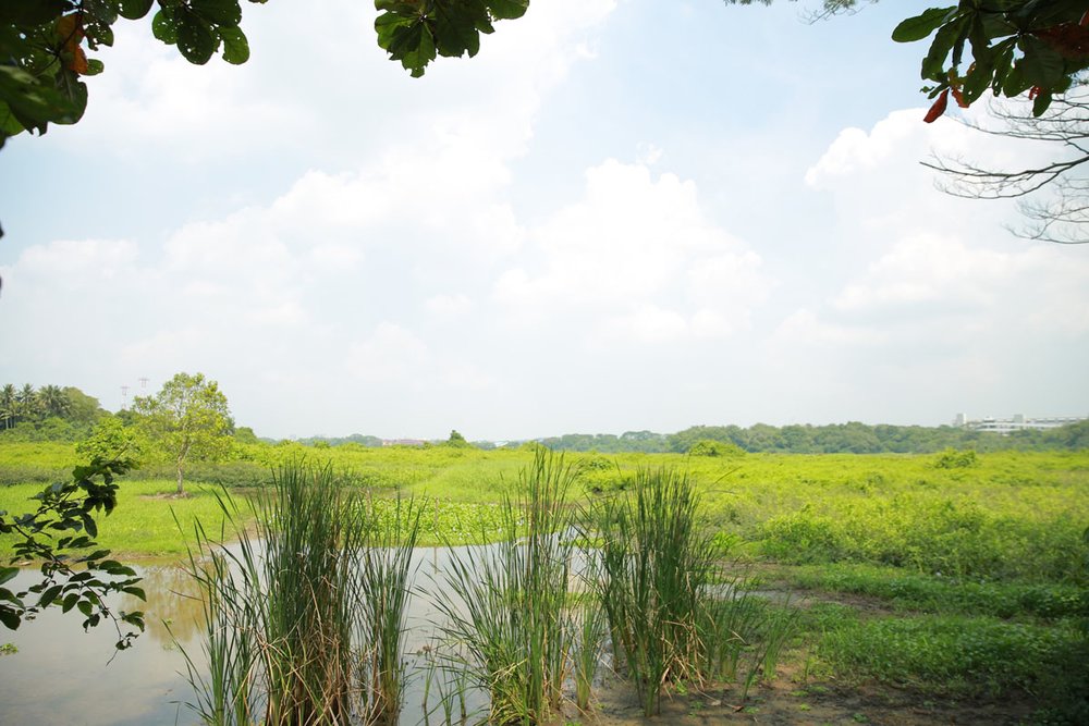 SG Kranji Marshes