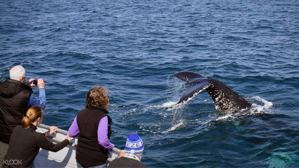 Spot Humpback and Southern Right Whales during this whale-watching cruise