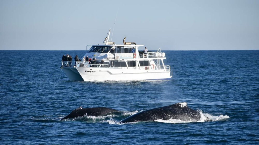 Watch these majestic sea creatures from the comfort of your vessel