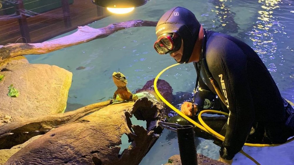 Delve into the underwater world of Cairns Aquarium with this dive experience. Image credits: @cairns_aquarium on Instagram