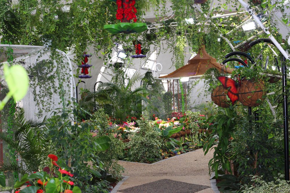 plants at dubai butterfly garden