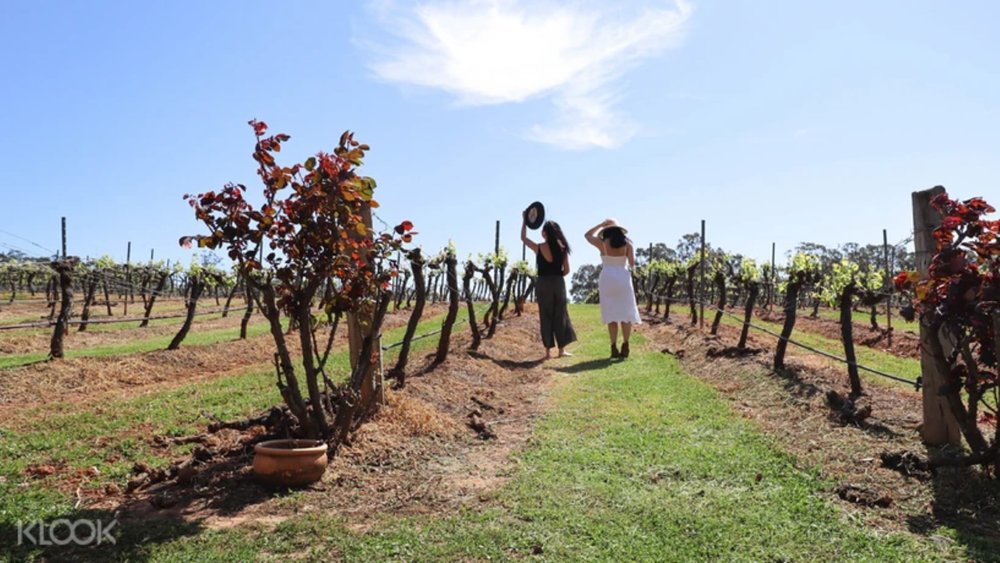 Tintilla Estate Wines