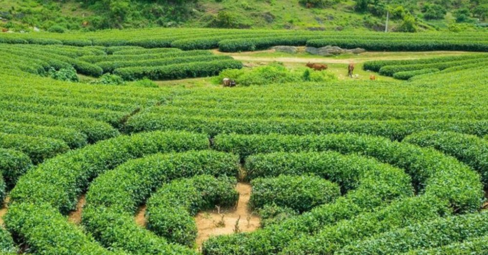 Đồi Chè Trái Tim Mộc Châu - "Mảng Xanh" Của Địa Điểm Du Lịch Mộc Châu