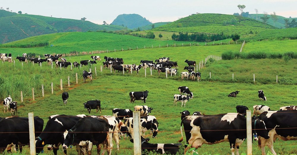 Trang Trại Bò Sữa Mộc Châu