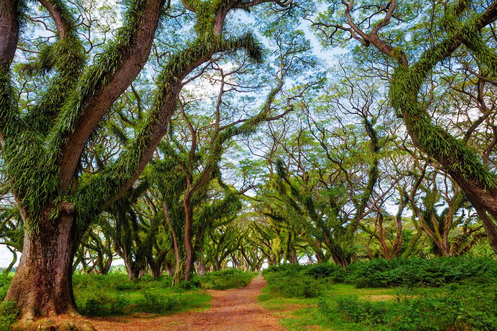 Hutan De Djawatan Banyuwangi