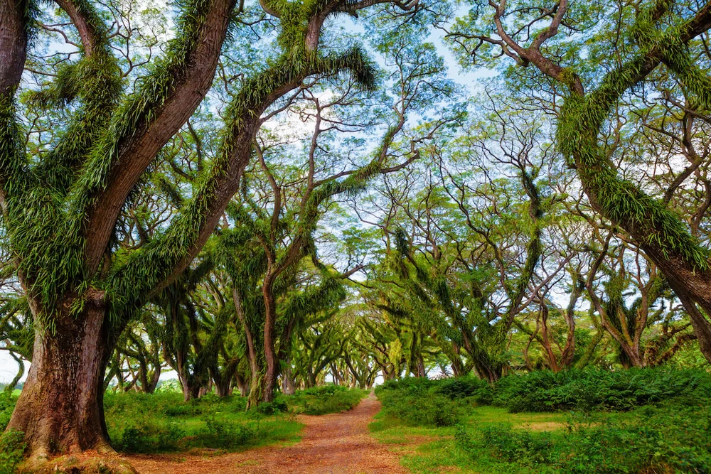 Hutan De Djawatan Banyuwangi