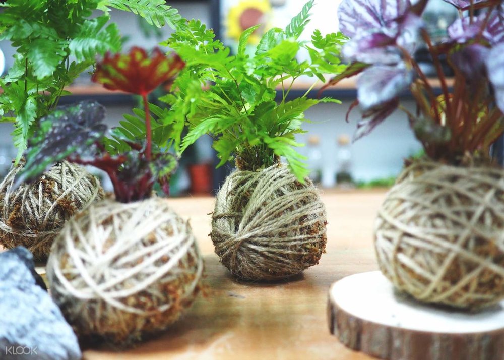 terrarium workshop j2 kokedama