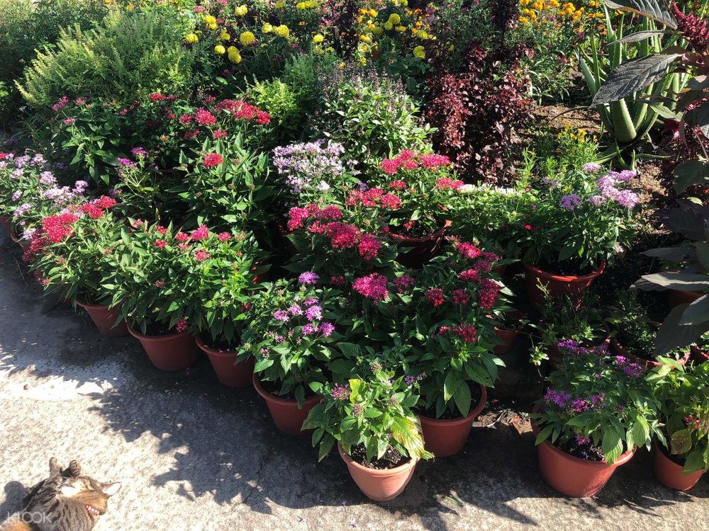 terrarium workshop fleur house