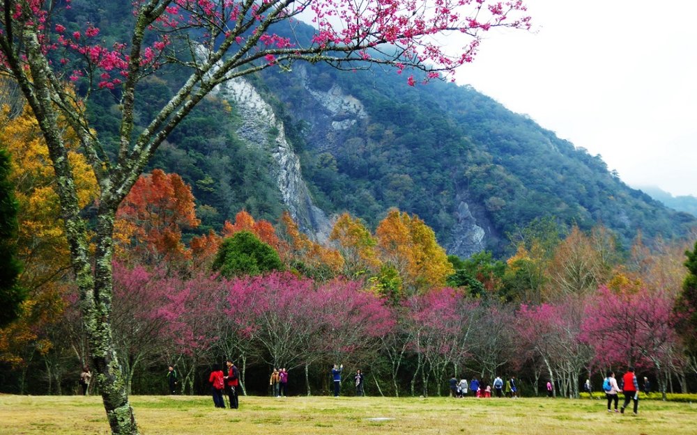 奧萬大櫻花：奧萬大賞櫻