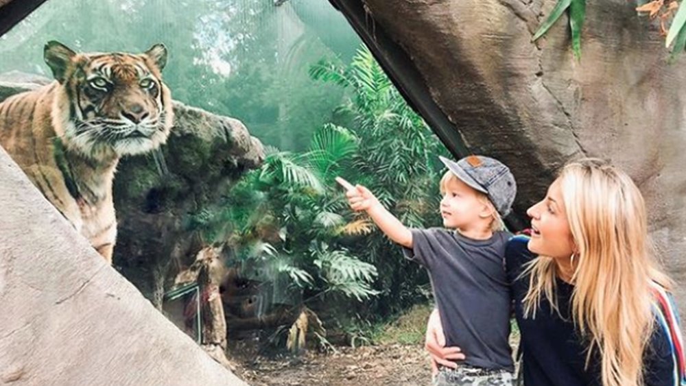 Dreamworld is the only place in Queensland where you can meet tigers! Credits: @lizcantor from @dreamworldau