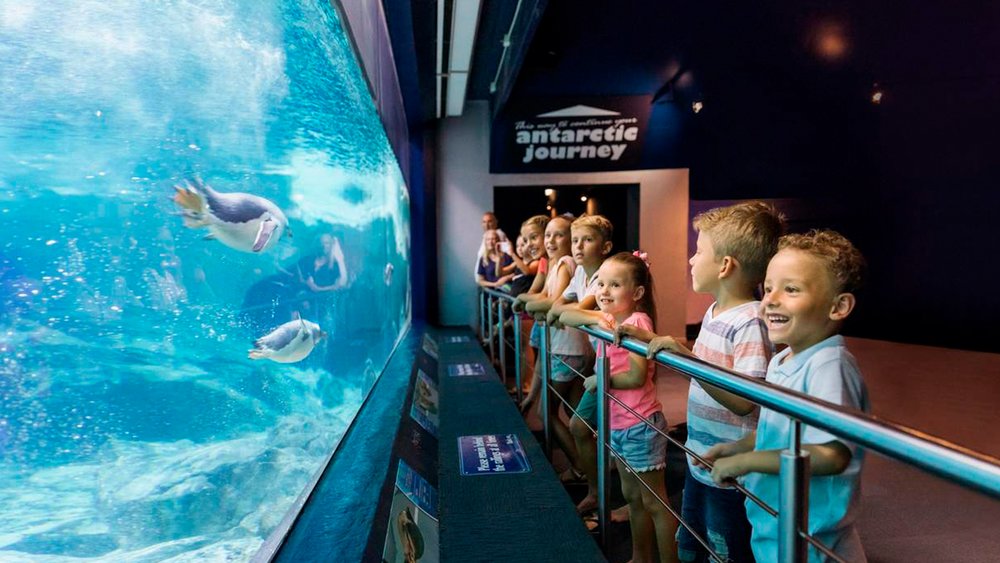 Your kids will enjoy meeting cute penguins at Sea World!