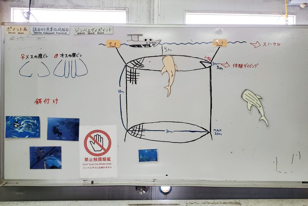 ジンベエザメの図