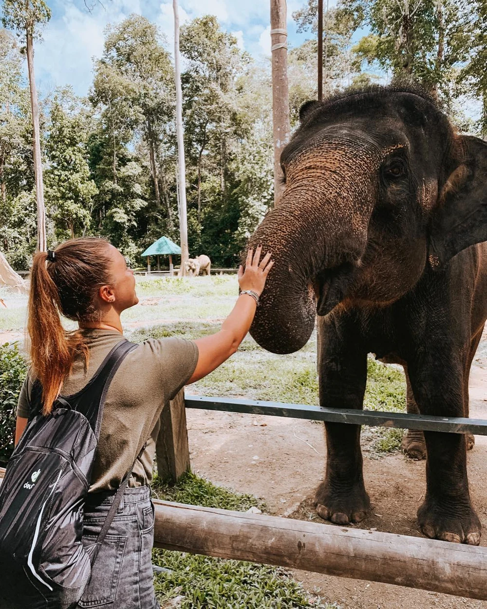 kuala gandah elephant sanctuary pahang malaysia