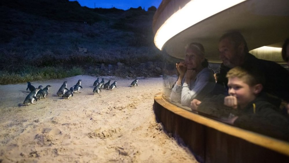 These tiny penguins always steal the show during the Penguin Parade! Image credits: @phillipislandnp on Instagram