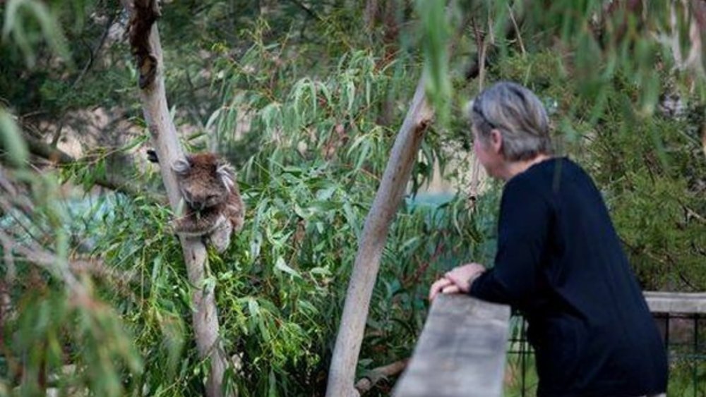 Discover the best of Phillip Island and Brighton Beach on this bus tour. Image credits: @phillipislandnp  on Instagram