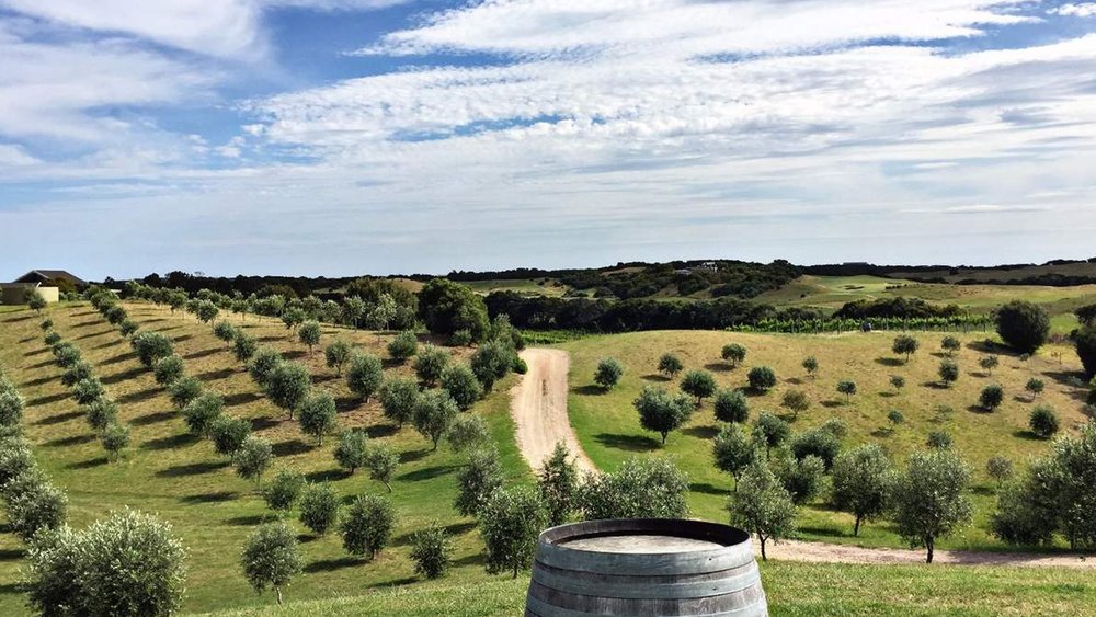 Gaze at the vibrant vineyard as you sample the wines