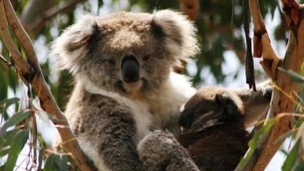 Koalas are just some of the animals you’ll see on the island! Image credits: @phillipislandnp on Instagram