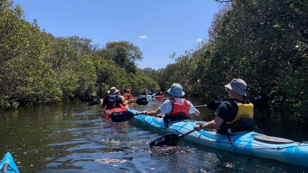 Paddle through mangrove forests in Adelaide! Credits: @dolphinsanctuarykayaktours