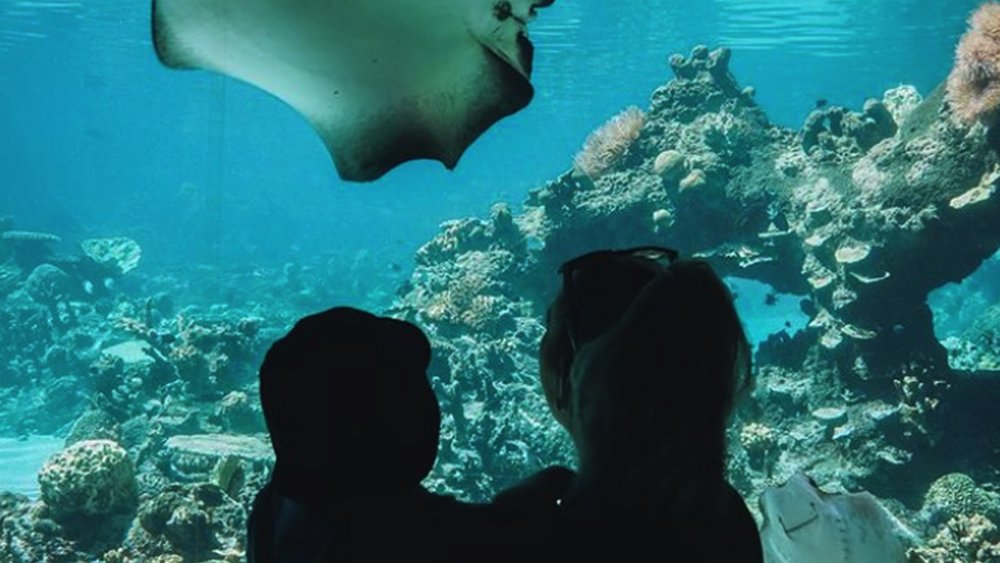 See adorable sea creatures up close at Sea World. Image credits: @parishokin on Instagram