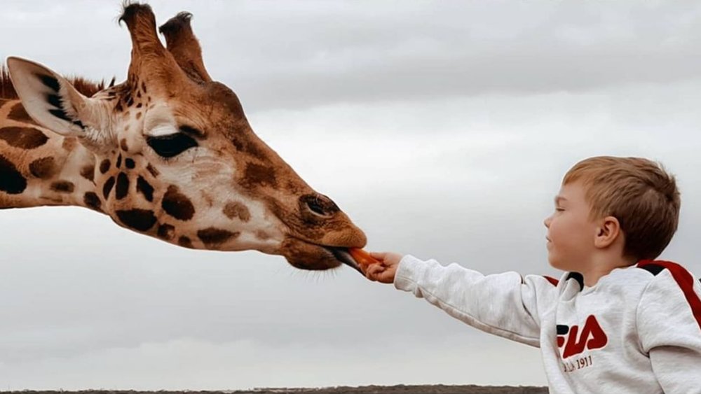 Befriend a giraffe at Monarto Safari Park! Credits: @sookybbygirl