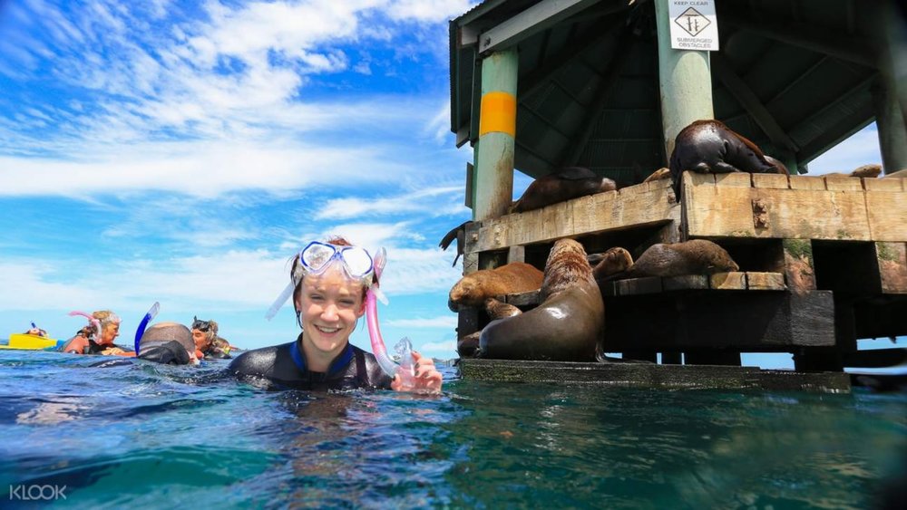 It’s a fun time swimming with the resident seals of Mornington Peninsula!