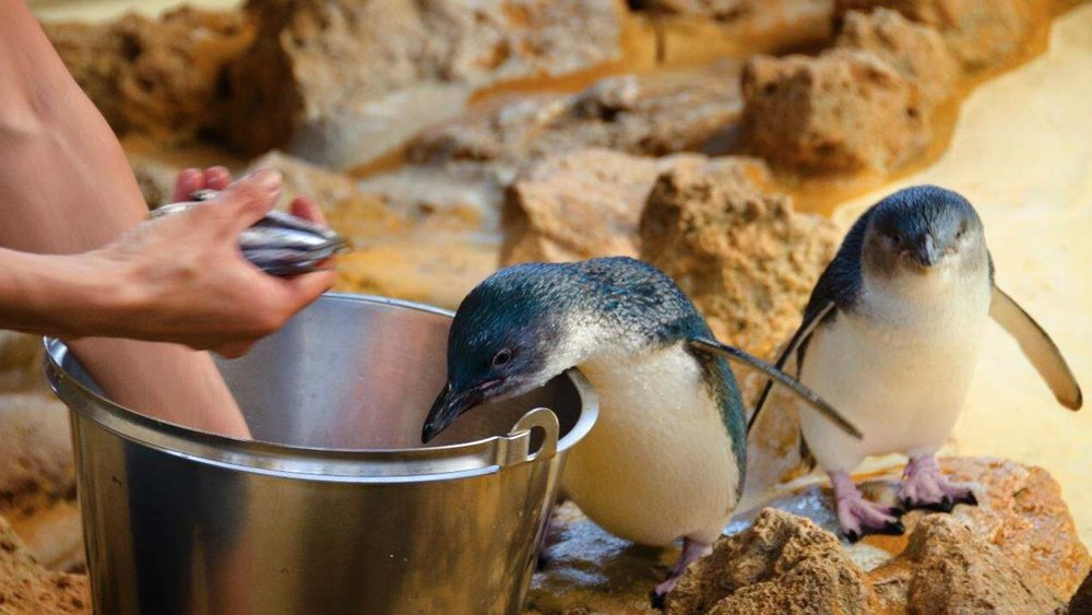 See the world’s smallest penguins grab a bite to eat