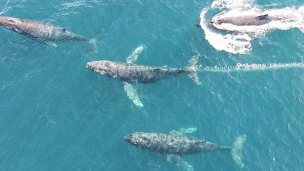 Keep your eyes peeled for whales and other aquatic animals Image credits : @whalewatchwesternaustralia on Instagram