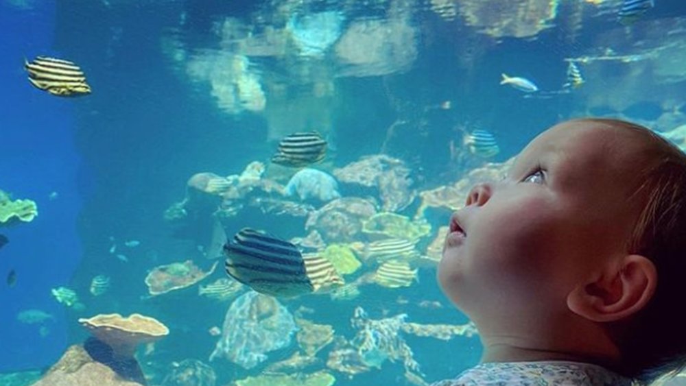 The Underwater Tunnel at AQWA has something to offer for all ages Image credits : @cinderbella_life on Instagram