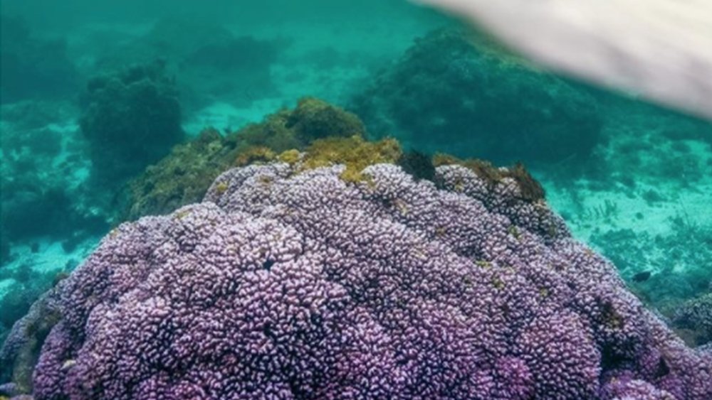 Snorkel to see colourful corals underwater! Image credits : @ryanchatfieldimages on Instagram