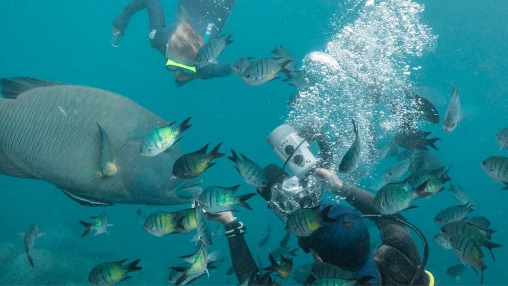 Snorkel at Heart Pontoon! Image credits: @julesingall from @cruisewhitsundays 