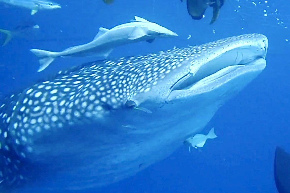 ジンベエザメの上にひっついて泳ぐコバンザメの姿