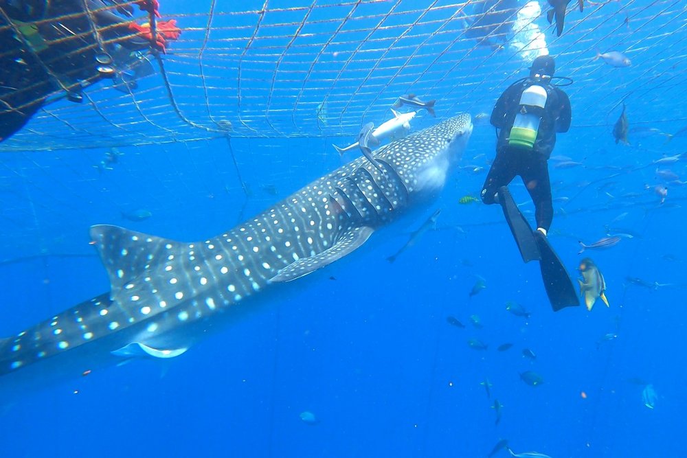 ジンベエザメのいけす