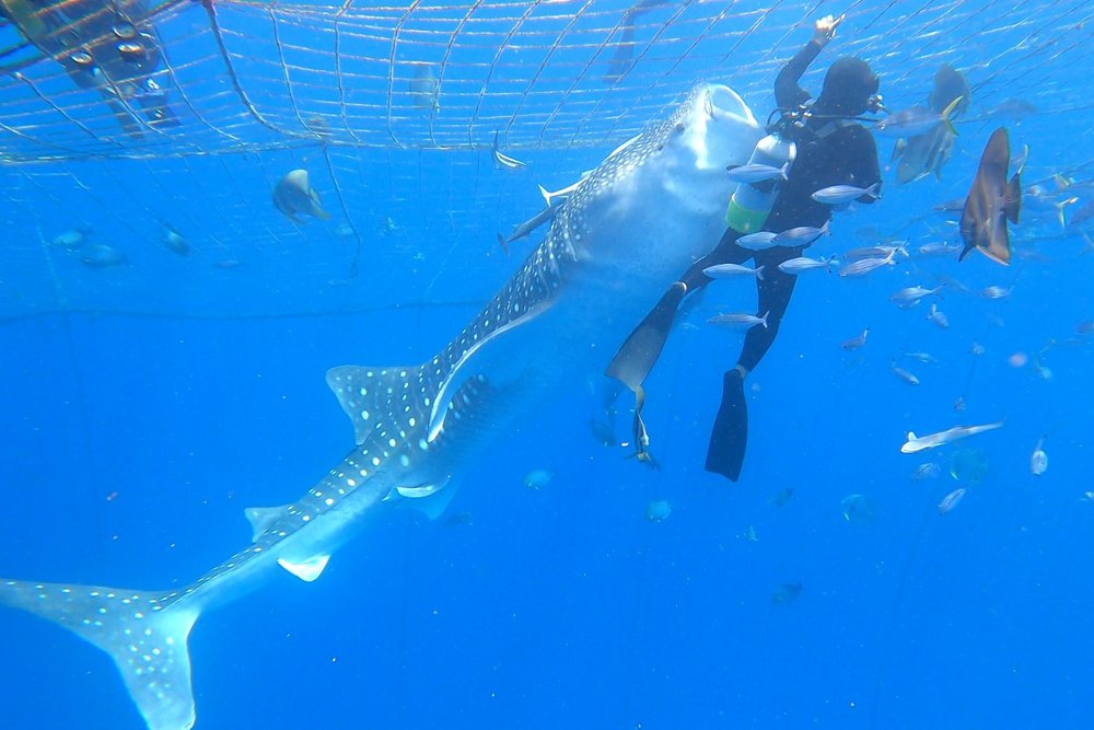 ジンベエザメと泳げるツアー