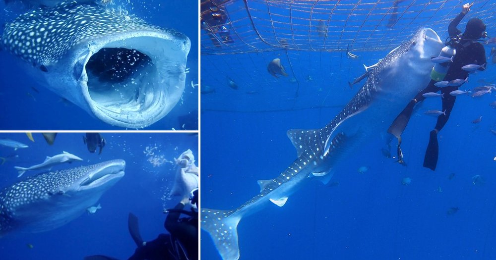 ジンベエザメ コラージュ