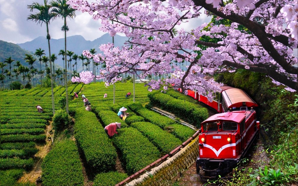 阿里山櫻花：阿里山森林鐵路
