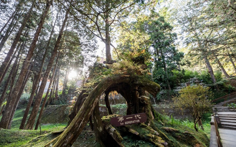 阿里山景點:三代木