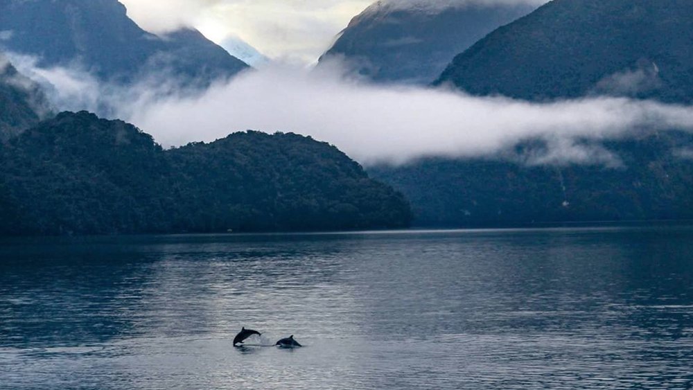 Keep your eyes peeled for Doubtful Sound’s dolphins! Credit: @realjourneys