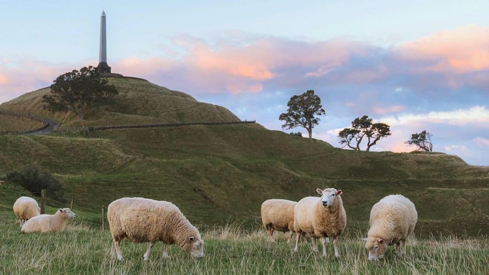 Make sure to check out the iconic One Tree Hill. Image credits: @visitauckland on Instagram