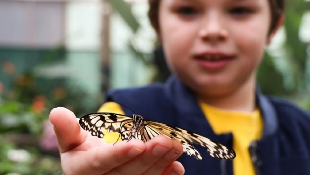 Let the butterflies flutter up to your fingertips at Butterfly Creek. Image credits: @butterflycreek on Instagram
