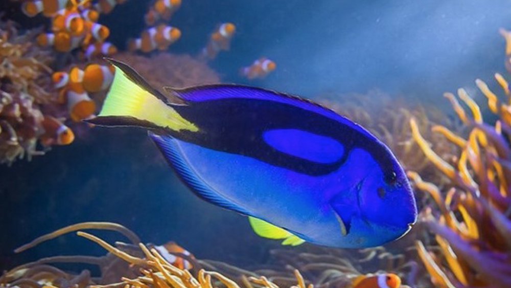 Meet the real-life Nemo and Dory at the aquarium. Credit: @sealifekellytarltons on Instagram