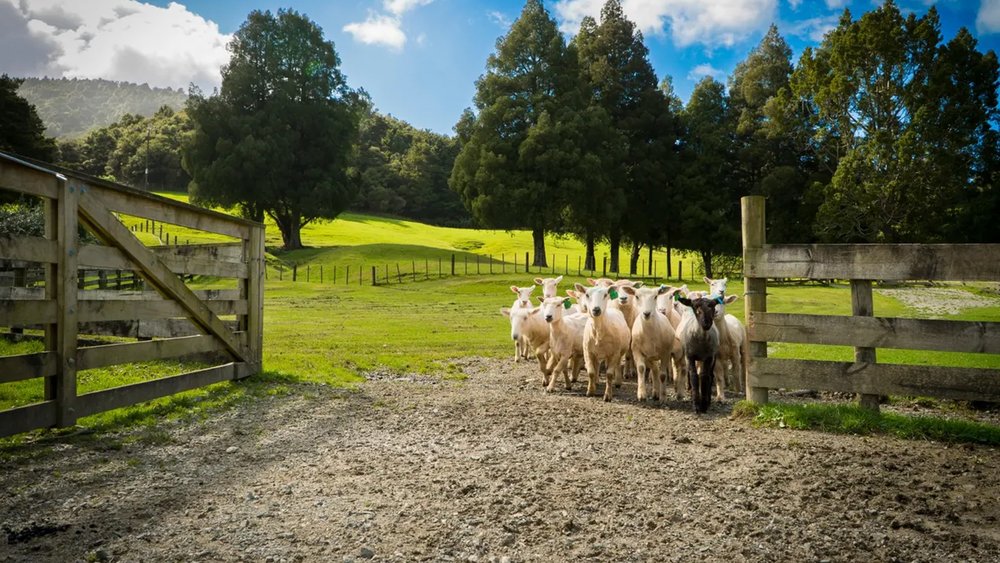 Watch the show featuring adorable sheep and dogs! 