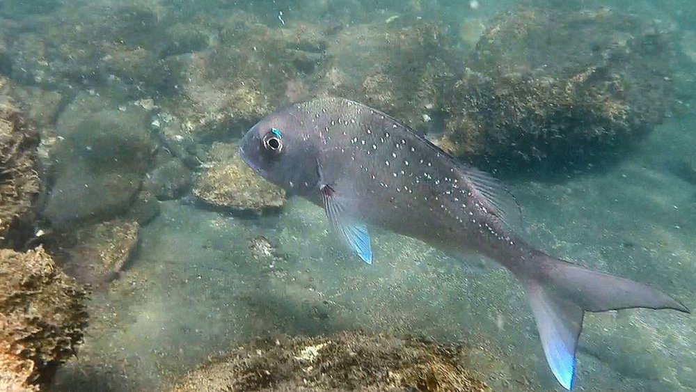 Look for fish and other aquatic animals when you snorkel at Goat Island. Credit: @aerial_alisha on Instagram 