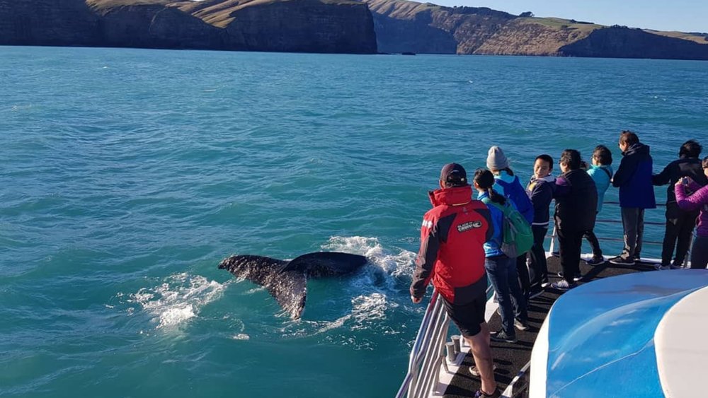 You might even see a humpback whale on this cruise! Image credits: @cetacean_skipper 