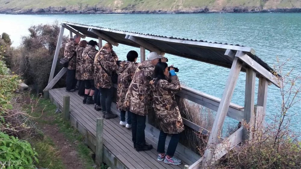 Don’t miss out on the chance to see Little Penguins!