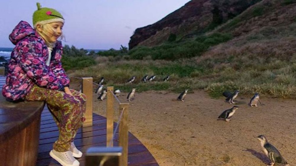 Watch these adorable penguins waddle back home during sunset at Phillip Island. Image credits @phillipislandnp on Instagram