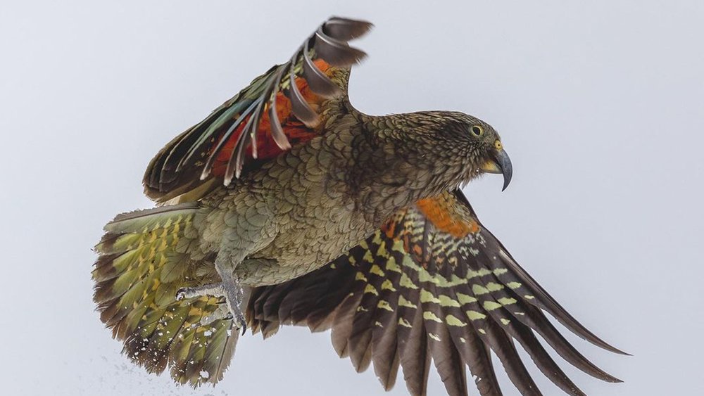 Spot birds like keas while you explore Mount Cook National Park. Image credits: @shayneaveryphotography