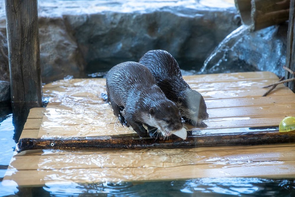 HANA・BIYORIのカワウソ