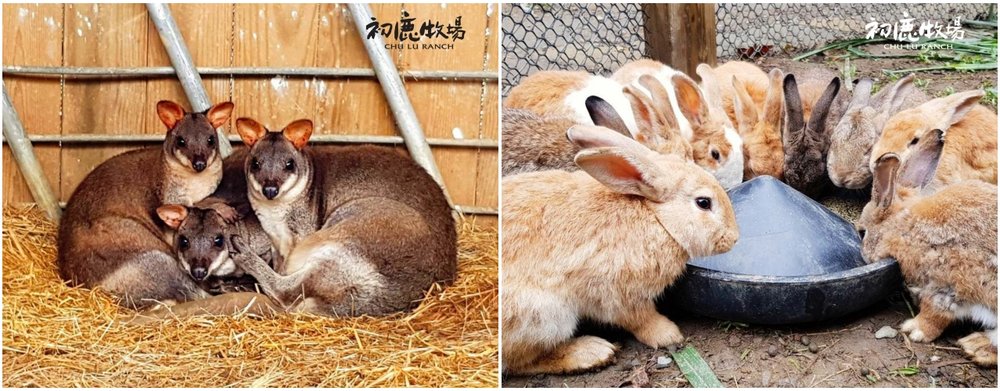 親子農場推薦：台東初鹿牧場