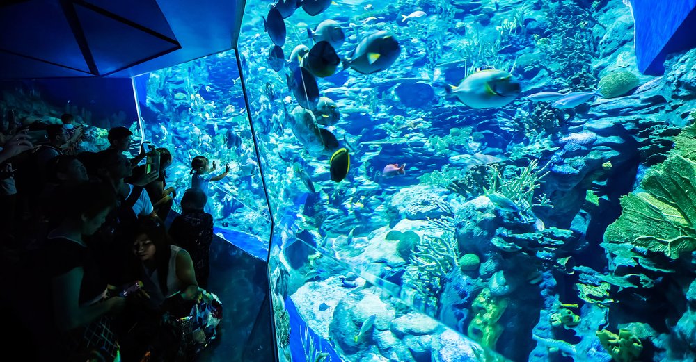 Guide to Ocean Park Hong Kong: From Adorable Pandas to Thrilling Rides ...