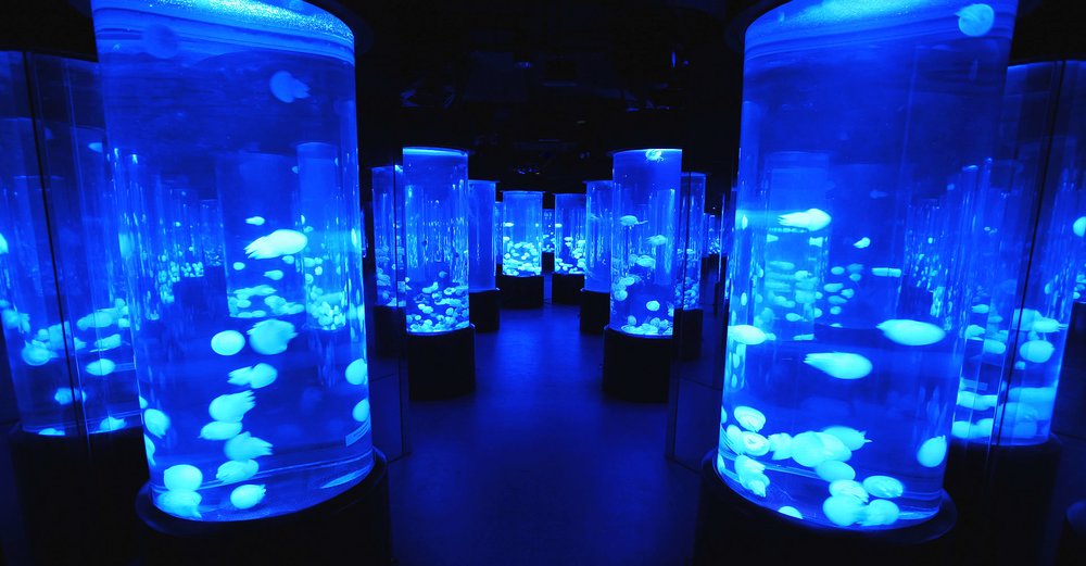 the tanks in sea jelly spectacular in ocean park hong kong